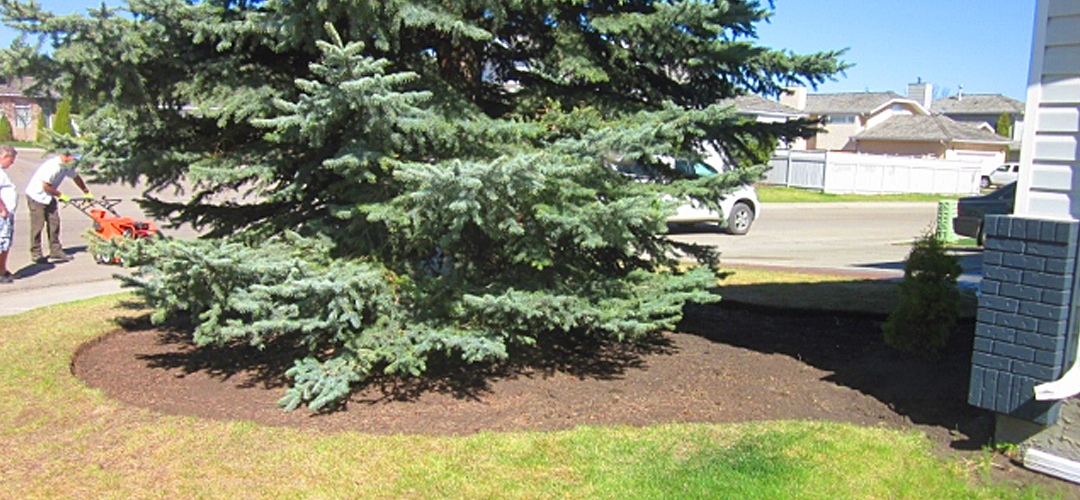 I Can’t Grow Grass Under My Spruce Tree! The Art of Creating Gardens