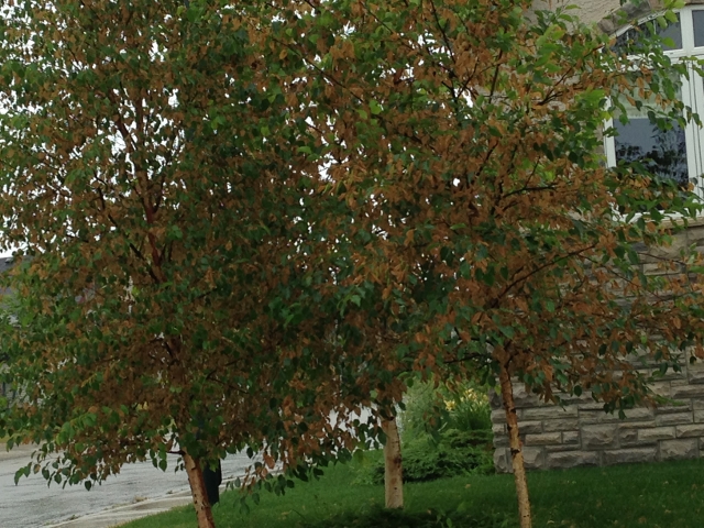 Why Is The Top Of My Birch Tree Dead The Art Of Creating Gardens